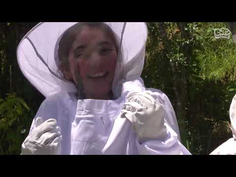 Video: Apicultura y diferentes apicultores de abejas explicadas