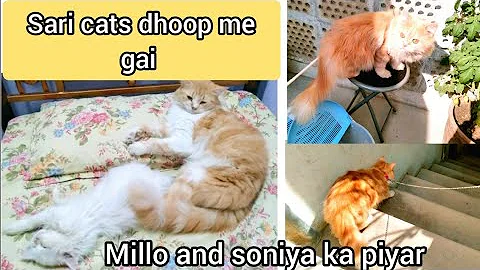 Watch the video about AJ cats dhoop me gai | full day vlog | cat vlog | cat lover | KITTYcat Vlogs
