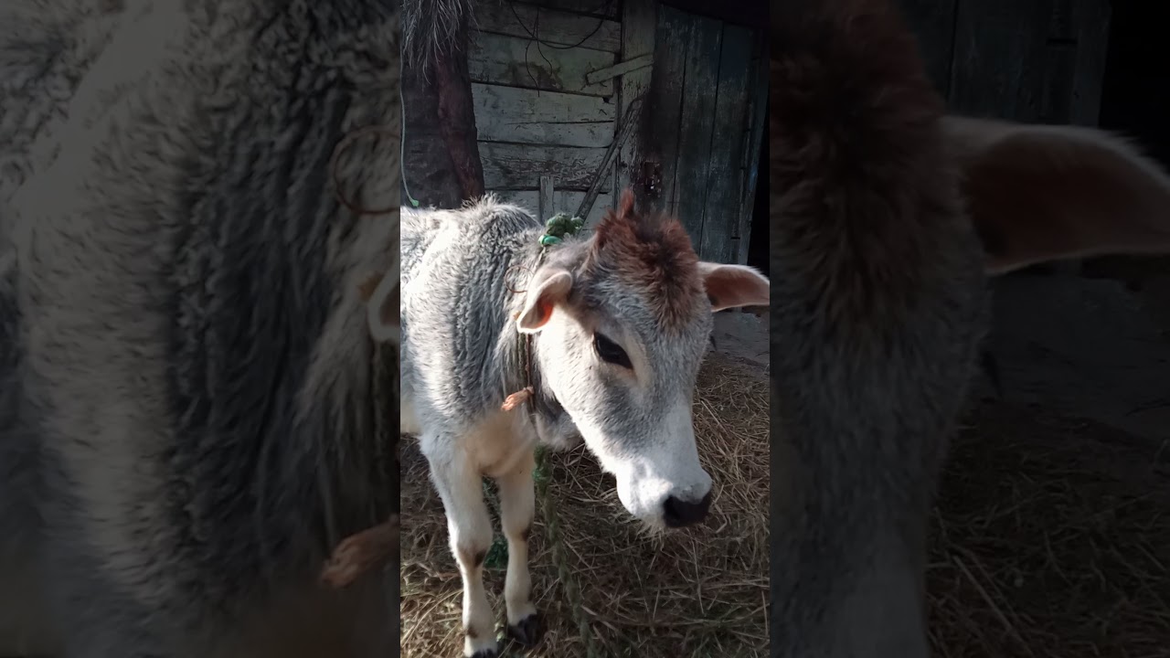 help animal all please