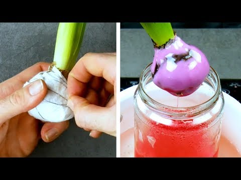 Dip Your Flower Bulbs In Wax To Welcome Spring