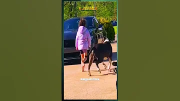 Huge Guard Dogs Protect Girl 