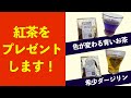 【紅茶プレゼント企画】青いお茶バタフライピーと希少ダージリンティーをプレゼントします！　#Shorts
