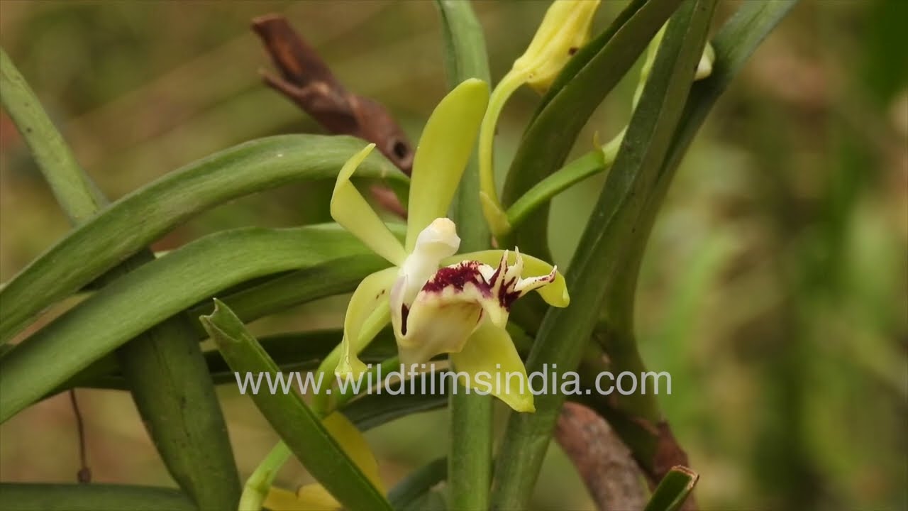 Vanda cristata is a beautiful epiphytic orchid species native to the Himalayan region