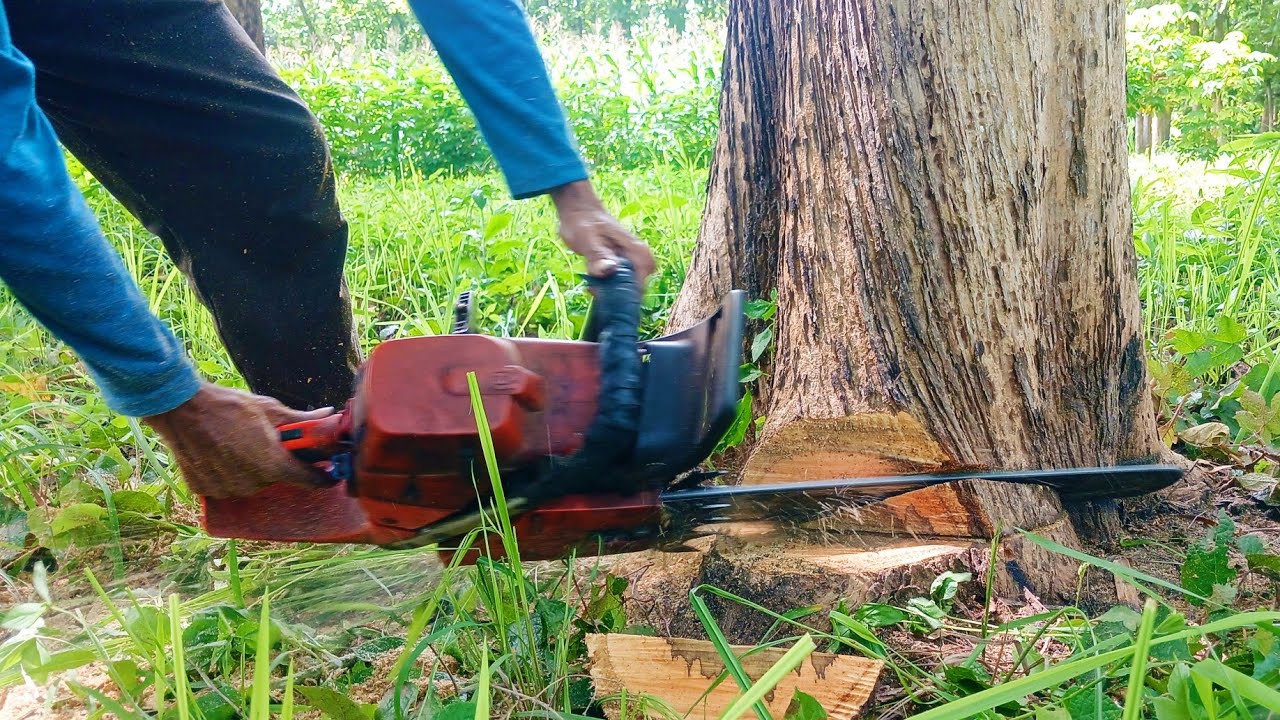 Per pohon harga 1,5juta kayu jati kebun dipilih yang jumbo