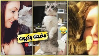 قطط مضحكة جداً - اضحك مع القطط حتي البكاء 😂 #3 (NEW)