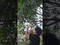 Morning Garden ASMR: Sawing & Birdsong 🌿 #Shorts #ASMR