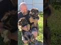 🥰Cute fat German Shepherd puppies 2 months old.  Odessa.