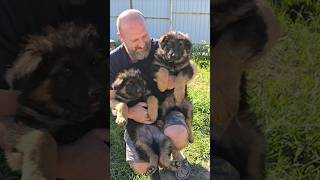 🥰Cute fat German Shepherd puppies 2 months old.  Odessa.