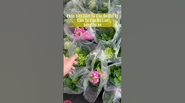 Phân biệt Hoa Cẩm Tú Cầu Ôn Đới và Cẩm Tú Cầu Hà Lan #camtucau  #hoakiengsadec #hoakiểng #xuhuong