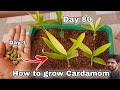 How to grow cardamom from seeds how to grow elaichi