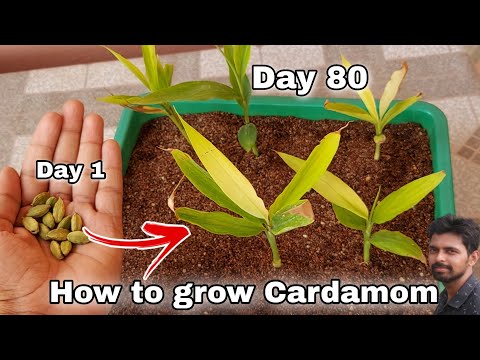 How to grow Cardamom from seeds in 2021, How to grow elaichi at home, how to grow Cardamom