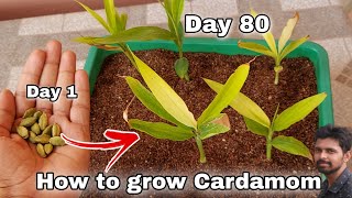 How to grow Cardamom from seeds, How to grow elaichi screenshot 5
