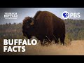 Native American Buffalo Culture and Significance