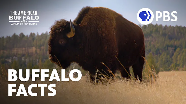 Surprising Facts About Buffalo | The American Buffalo | A Film by Ken Burns | PBS - DayDayNews