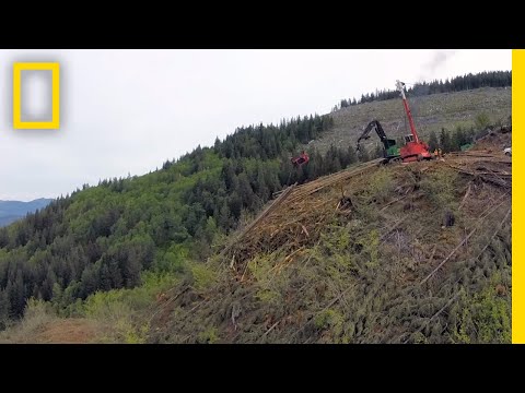 Video: Hvorfor fælder skovhuggere regnskoven?