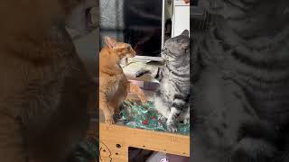 It seems that the scolding is quite dirty #catquarrel #recordcatdaily #this world can’t live without