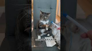 100均のおもちゃ、捕まえたつもりが捕まってた猫 #猫あるある #猫 #ねこ #猫のいる暮らし #cat #catlife #shorts – はるレオの日常