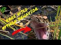 Wild Python Rare Footage (Everglades Nat’l Park P.2/2)