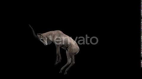 Forest Gazelle Kick | Motion Graphics - Envato elements
