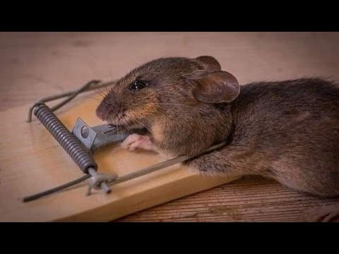 بناقص من الناقص 