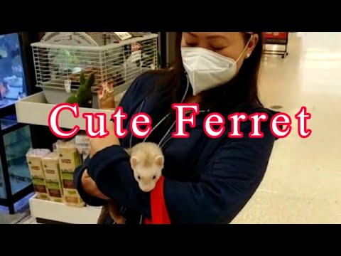 Video: Enlarged Lub Plawv Hauv Ferrets