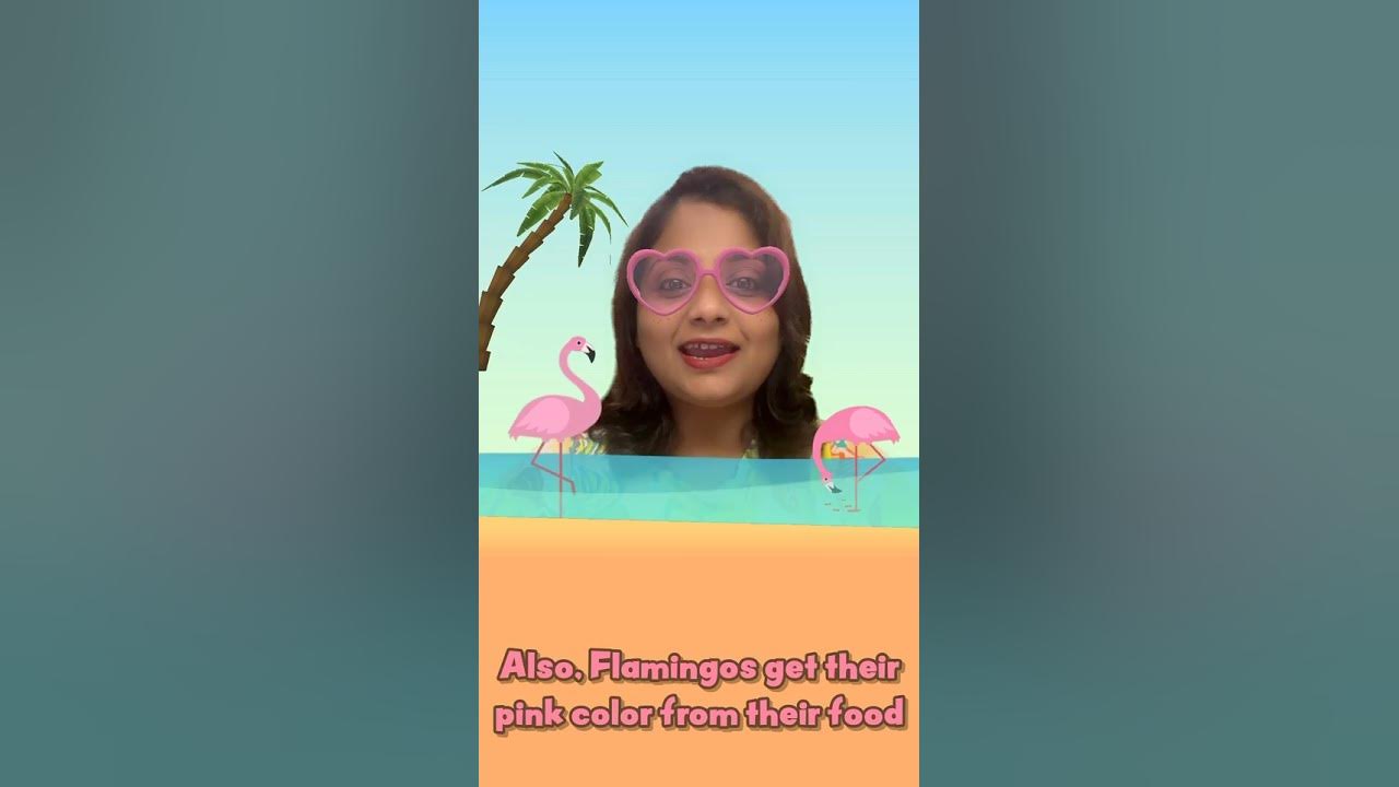 How do flamingos get their pink colour find out here kids kidsjoy
