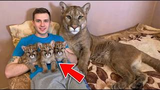 I Thought It Was A Kitten... Then THIS Happened! 🤯 (My Pet Puma Grew Up!)