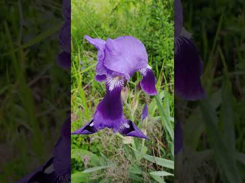 Schwertlilie (Iris)