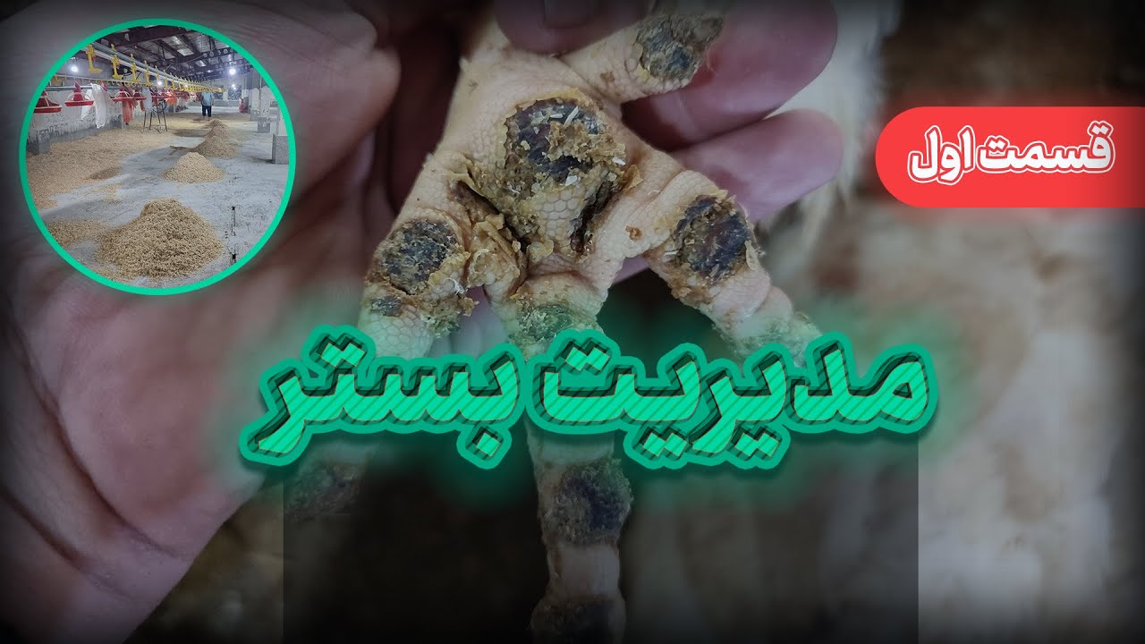 مدیریت بستر در پرورش مرغ گوشتی (قسمت‌اول)