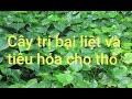 Phát hiện loại cây trị bệnh bại liệt và đường ruột cho THỎ