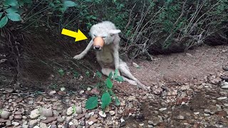 Se desplomó en la orilla del río con 6 balas, cinta adhesiva en la boca y esperó su fin - YouTube