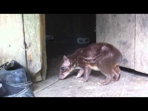 Paca Held As Pet In Peruvian Amazonia Near Paucarina Lodge
