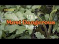 Common hogweed vs giant hogweed  uk woodland foraging 