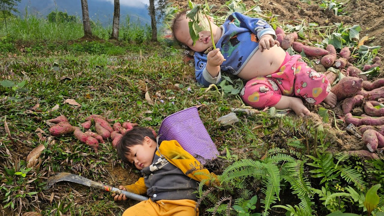 The eldest brother went to dig sweet potatoes to take care of his younger brother and sick mother.