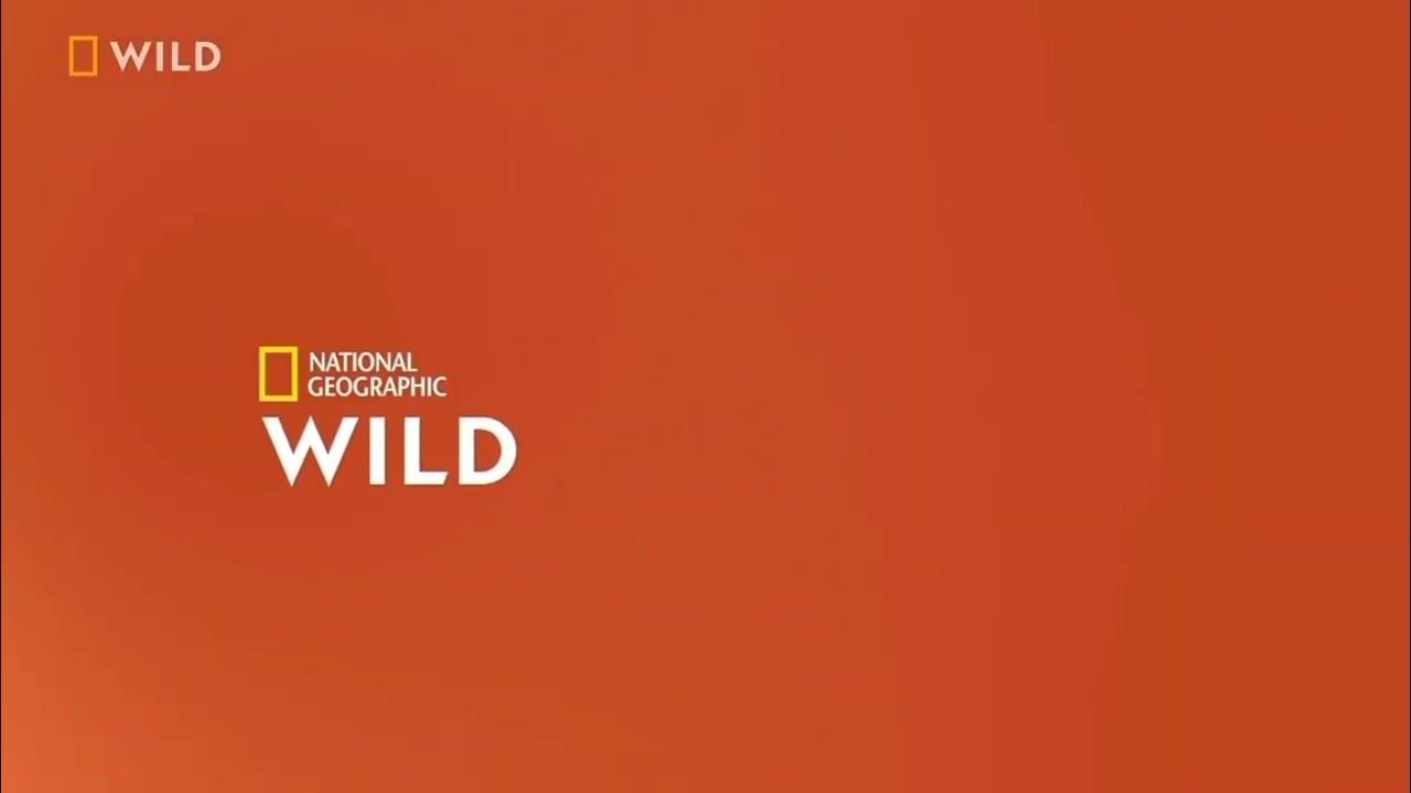 Канал дикий прямой эфир. Nat geo Wild Телеканал. Логотип канала Nat geo Wild. National Geographic channel Телеканал.