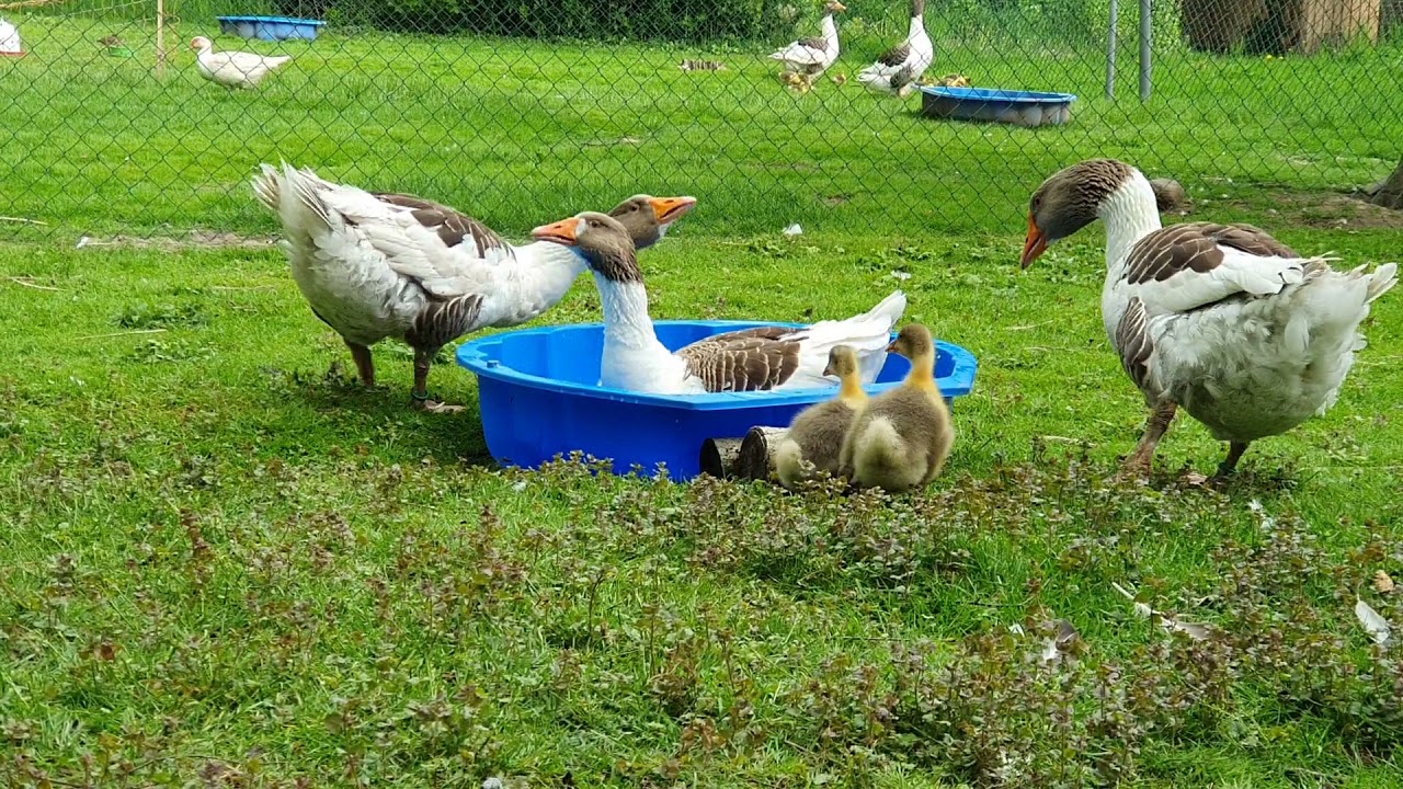 Pommerngänse grau gescheckt mit Gössel YouTube
