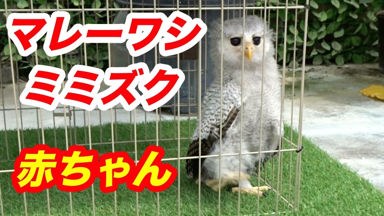 小さなミミズク マレーワシミミズク赤ちゃん🌺ミミズク☆フクロウ☆掛川花鳥園☆baby