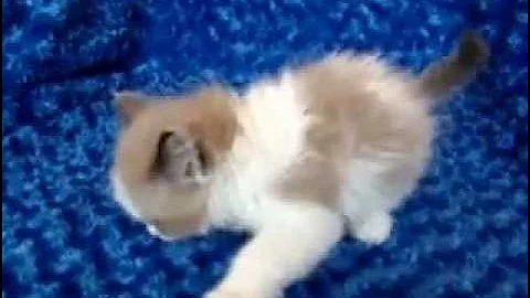 Video 1100961: kitten ragdollkittens, mink kitten, bicolor mink, mink male, kitten chocolate, kitten adoption