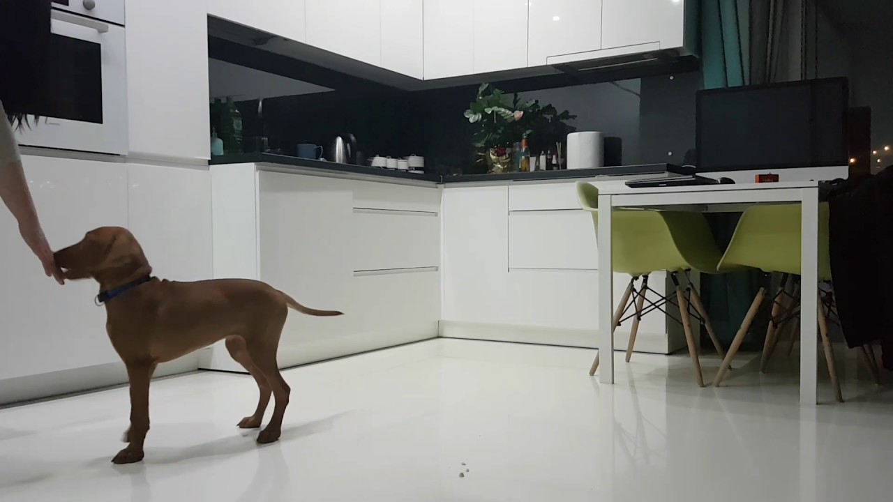 Puppy vizsla training only one month, basic dog commands YouTube