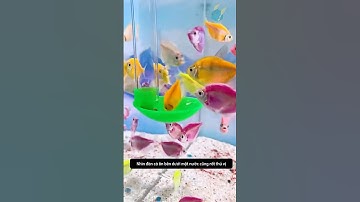 Ống Cho Cá Ăn Tiện Lợi, Giảm Lãng Phí | Clean & Efficient Feeding Tube #aquatic #shorts