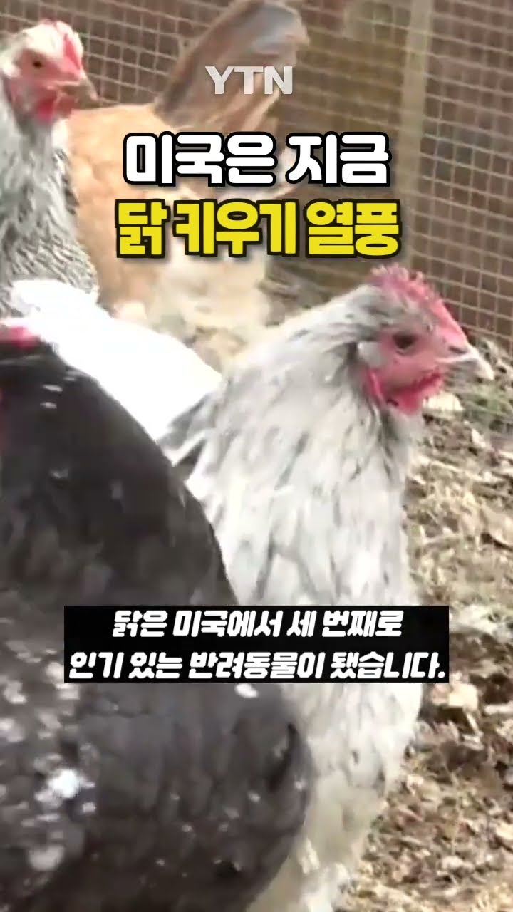 계란 자급자족하는 미국 #shorts / YTN