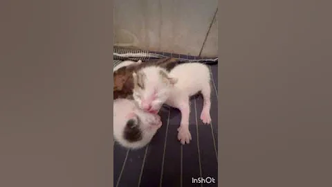 Watch the video about Newborn kitten hissing