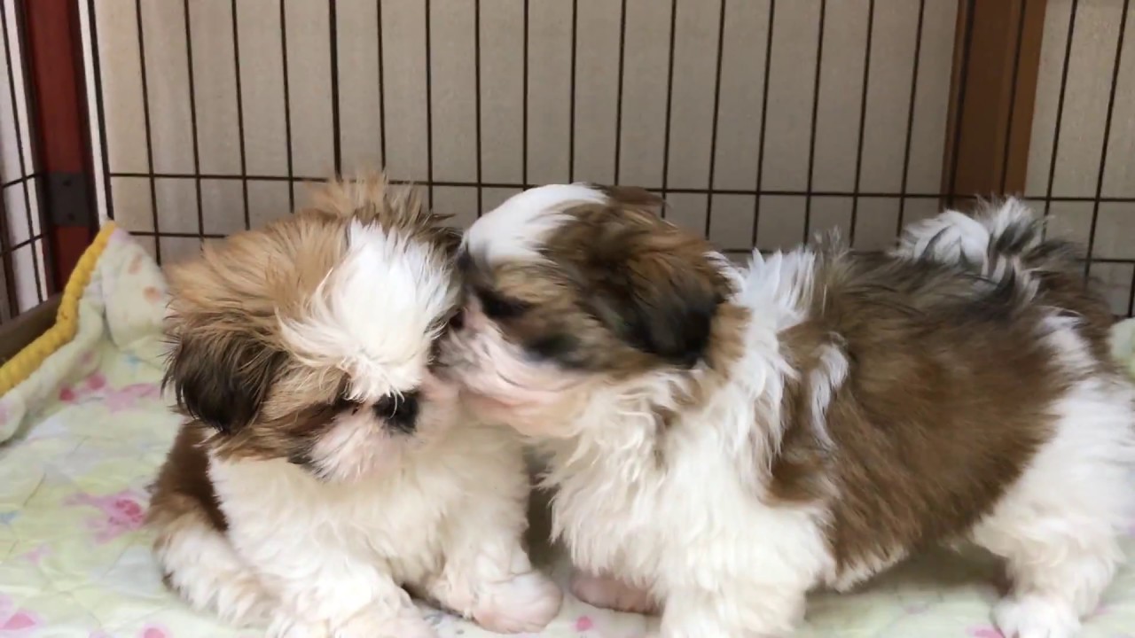 キュービック 気まぐれな エクスタシー シーズー 子犬