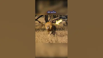 عندما يصبح المفترس الفريسة شاهد هذه اللقطة النادرة لمواجهة بين أسد و فهد Shorts 