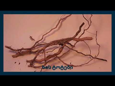 როგორ ავაწყოთ ტერარიუმი?