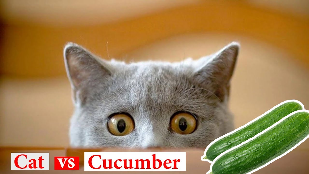 Funny Cats - cat vs Cucumber Compilation: Part - 5 - YouTube
