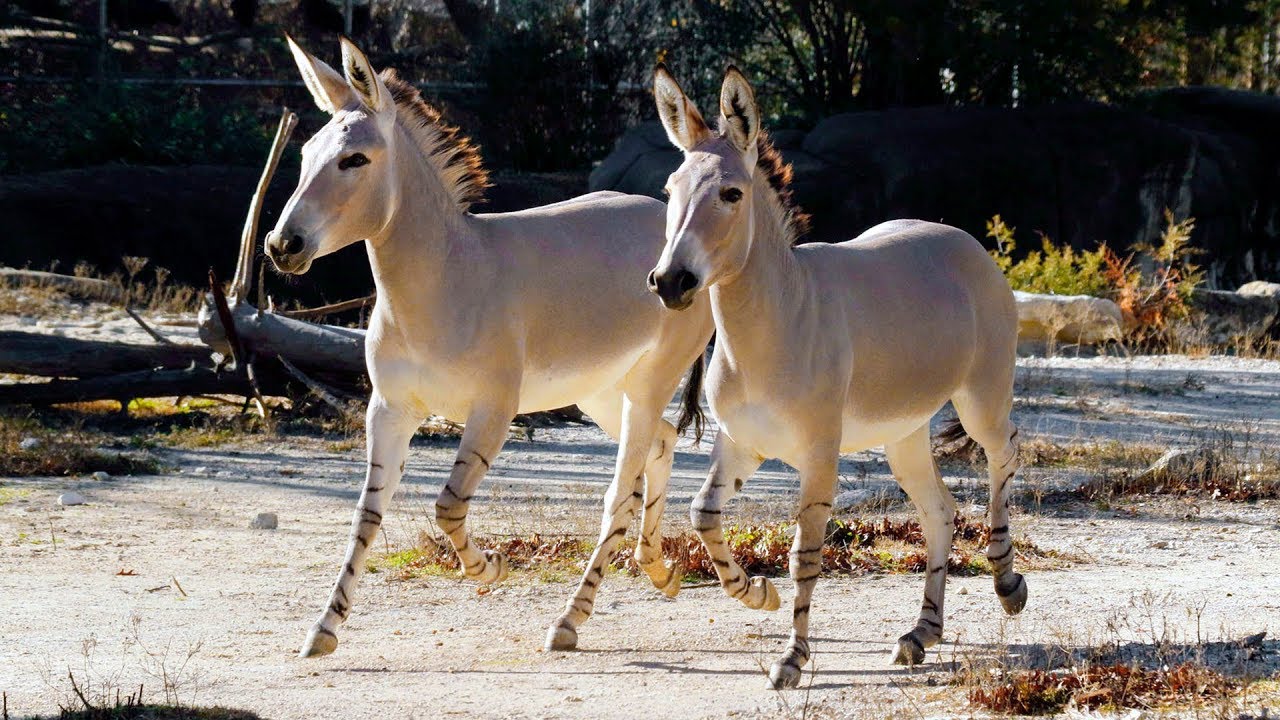 Dallas Zoo's new Somali Wild Asses - YouTube