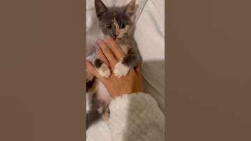 Day 12 of posting random videos from my camera roll without context… fine here’s more kitten content