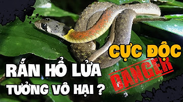 Roodhalskielrug - Extreem giftige slang | Roodhalskielrug