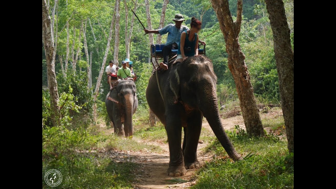 Is riding elephants really cruel? YouTube
